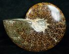 Wide Cleoniceras Ammonite - Madagascar #5245-2